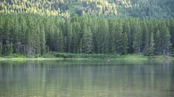 Attentive Female Moose Stands Still Lake Montana Wilderness — Stock Video
