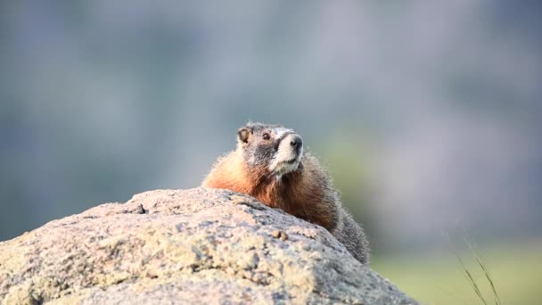 Pozorné Žlutoskvrněné Marmot Stares Stranu — Stock video