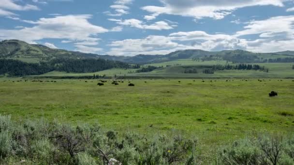 Bison Grazen Dicht Groen Veld — Stockvideo