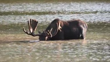 Boğa Moose Dunks Baş Su Altında Dağ Gölü'nde