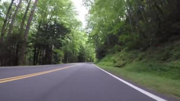 Luminosa Luce Irrompe Nella Foresta Sopra Strada Estate — Video Stock