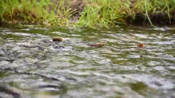 Brightly Colored Trout Fight Position Mountain Stream — Stock Video