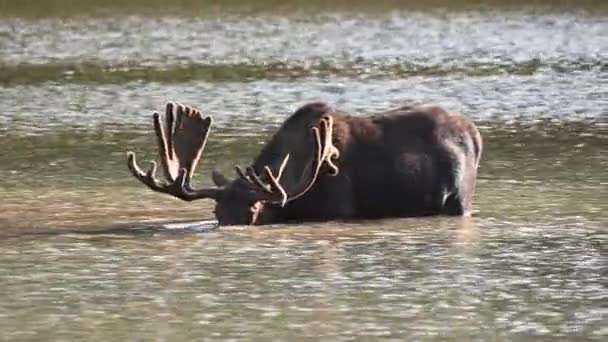 Bull Moose Dunkar Huvudet Vatten Fjällsjö — Stockvideo