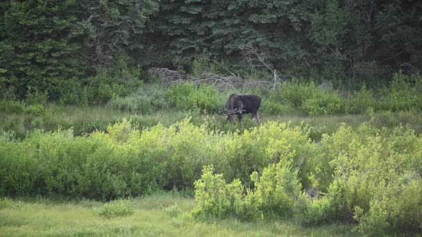 Bull Moose Grazes Willow Montana Wilderness — Stockvideo