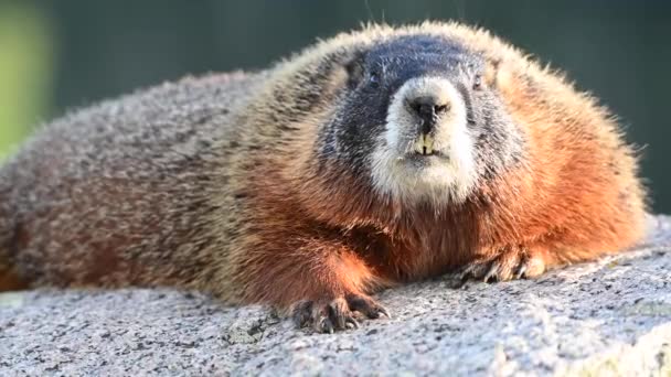 Close Marmot Big Teeth Wiggling Nose Sits Flat Rock — Stock Video