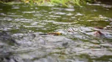 Alabalık Yüzgeçlerinin Su Yüzeyinin Üzerini Kapatması