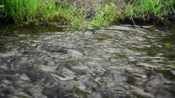 Truite Colorée Nager Jusqu Ruisseau Pour Frayer — Video