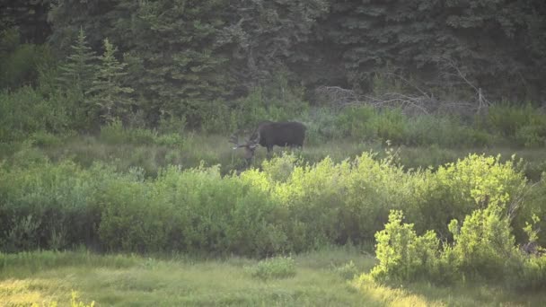 Distante Moose Guarda Macchina Fotografica Mentre Pascolano Salice — Video Stock