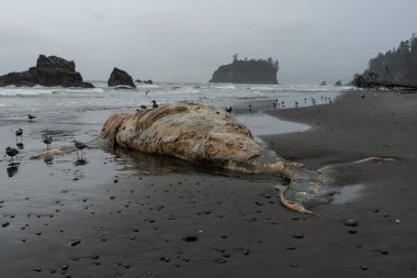 Foggy Pasifik Kuzeybatı Kıyısında Balina Corpse