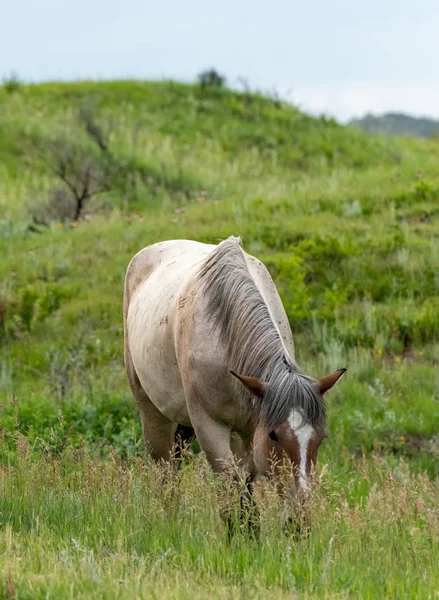 Divoký šedý kůň grazes ve vysokých travinách — Stock fotografie