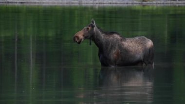 Montana Wilderness Still Water Kadın Moose Chews