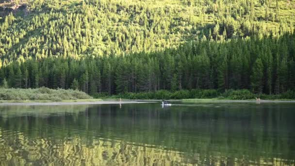 Vrouwelijke Moose Achtervolgingen Uit Herten Jong Veulen Beschermen — Stockvideo