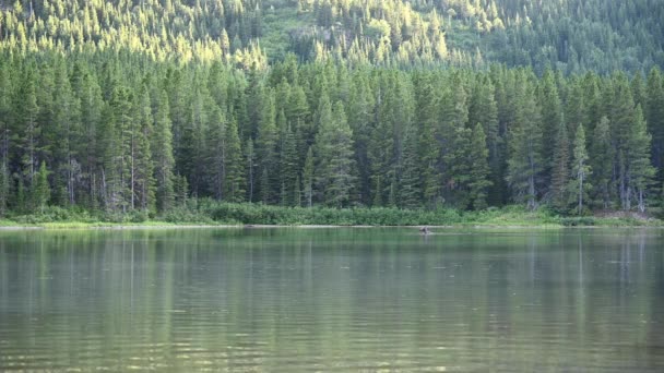 Femelle orignal profondément dans l'eau regarde autour 