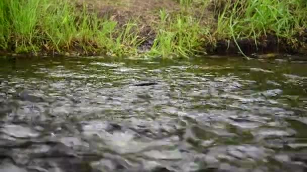 Flosse Von Forellen Schwimmt Flussaufwärts — Stockvideo