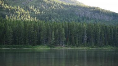 Fishercap Gölü Geniş Shot Moose Yüzme ile