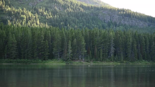 Pesca Lago Amplio Tiro Con Moose Natación — Vídeo de stock