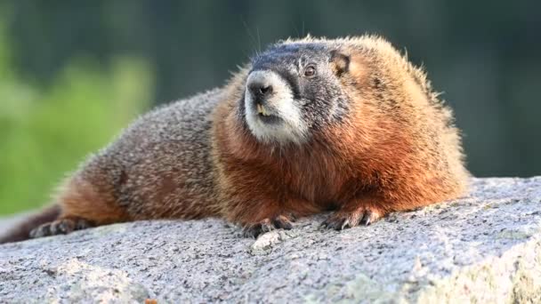 Fur Blows Wind Marmot Close — Stock Video