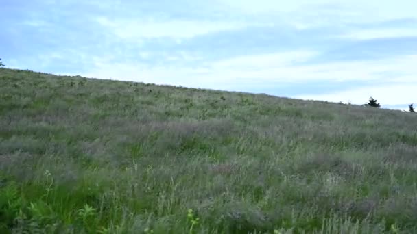 Травы Дуют Ветру Горах Северной Каролины — стоковое видео