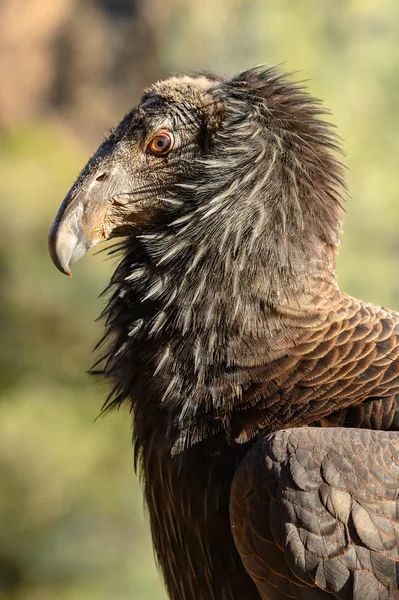 Belle piume di California Condor — Foto Stock