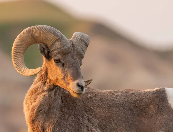 Bighorn Koyun Diyagonally görünüyor