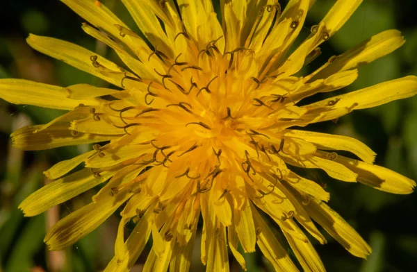 Bursting Yellow Flower — Stock Photo, Image