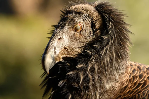 California Condor avec les yeux fermés — Photo