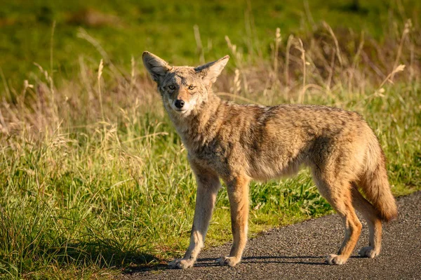 Coyote in Marin Headlands — Stockfoto