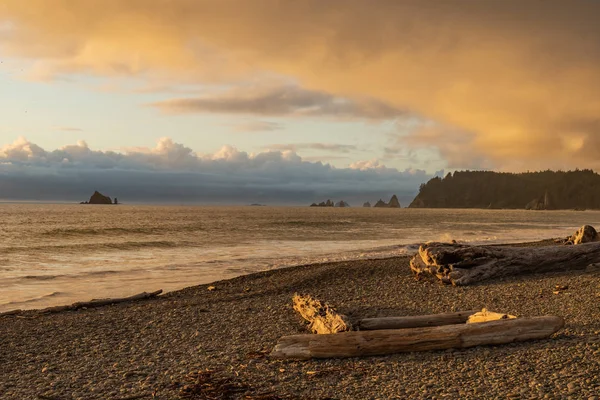 Bois flottant sur Rocky Beach — Photo