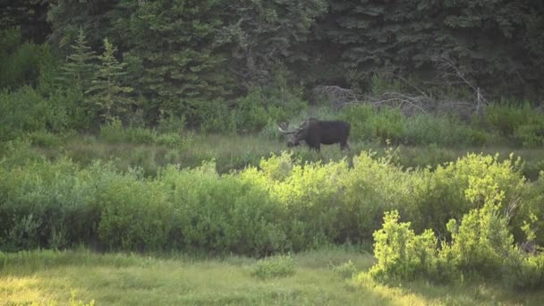 Male Moose Grases Looks Away — Stock Video