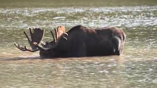Male Moose Eats Shallow Grasses Montana Pond — Stock Video