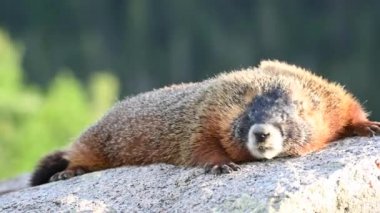 Marmot Kaya Koklamak için Aşağı Eğilir