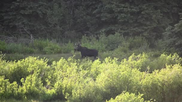 Mâle Moose Stands in Profil à Willows 