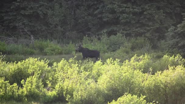 Male Moose Stands Profile Willows — Stock Video