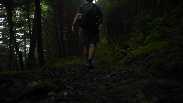 Hombre Camina Través Del Bosque Brumoso Lejos Cámara — Vídeo de stock