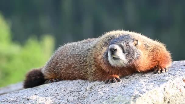 Marmot Laying Rock Stares Camera — Stock Video