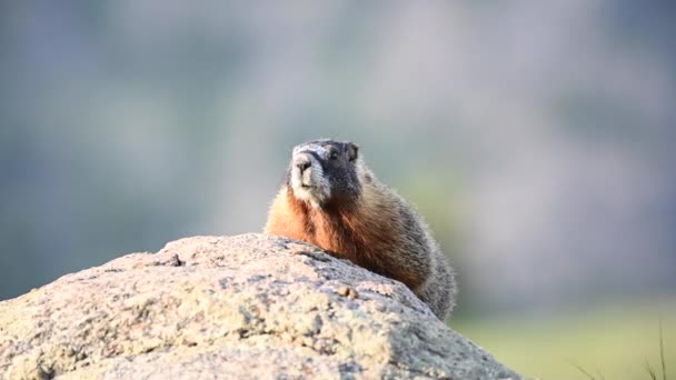 Marmot Mueve Cabeza Derecha Izquierda — Vídeo de stock