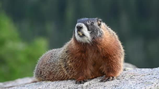 Marmot Sits Breathes Quickly — Stock Video