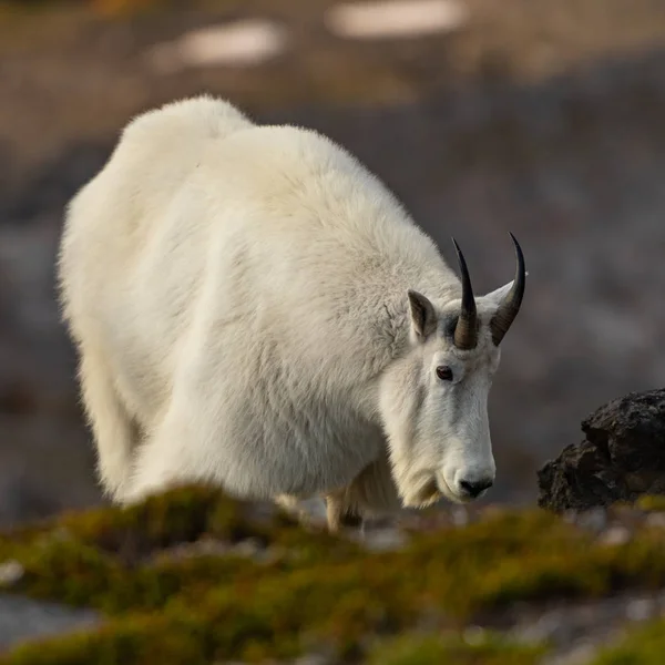 Гірська коза опускається до масиву — стокове фото