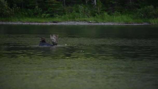 ムースはモンタナ湖で左に水の下で食べる — ストック動画