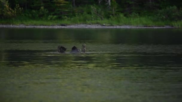 Moose Wanders Rond Onderwater Mountain Lake — Stockvideo