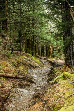 Rocky Trail Andrews Bald için