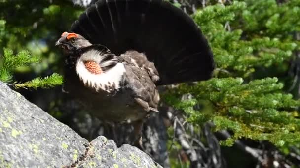 Puffed Male Grouse Alpine Forest — Stock Video