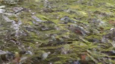 Altında alabalık ile Acele Su Yüzeyi