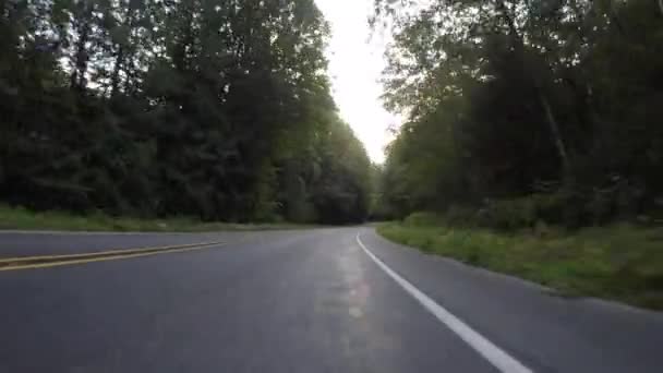 Road Level Drive Através Floresta Exuberante — Vídeo de Stock