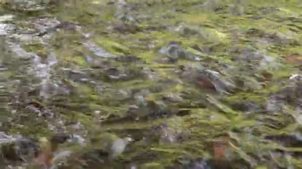 Eau de ruissellement Surface avec truite en dessous 