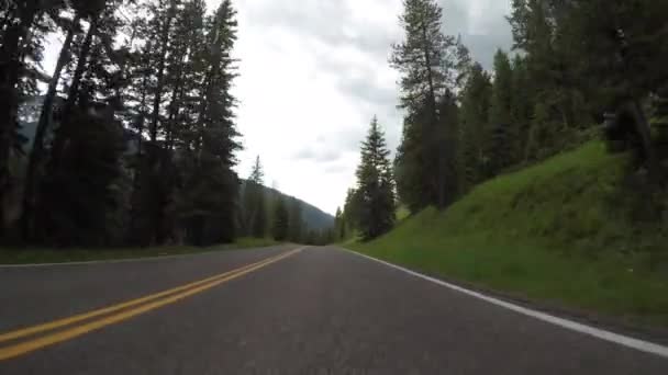 Tall Pines Loom Road Summer Morning — Stock Video