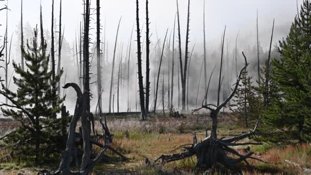 Vapeur Thermique Monte Travers Forêt Brûlée Yellowstone — Video