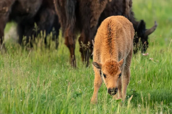 Baby bison grazes in groene zomer veld — Stockfoto