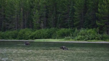 Ekranın Alt Üçüncü İki Kadın Moose Yem