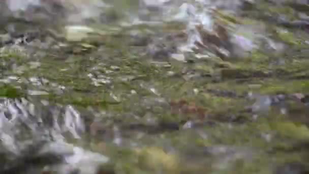 Forel Vinnen Van Dichtbij Mountain Stream — Stockvideo